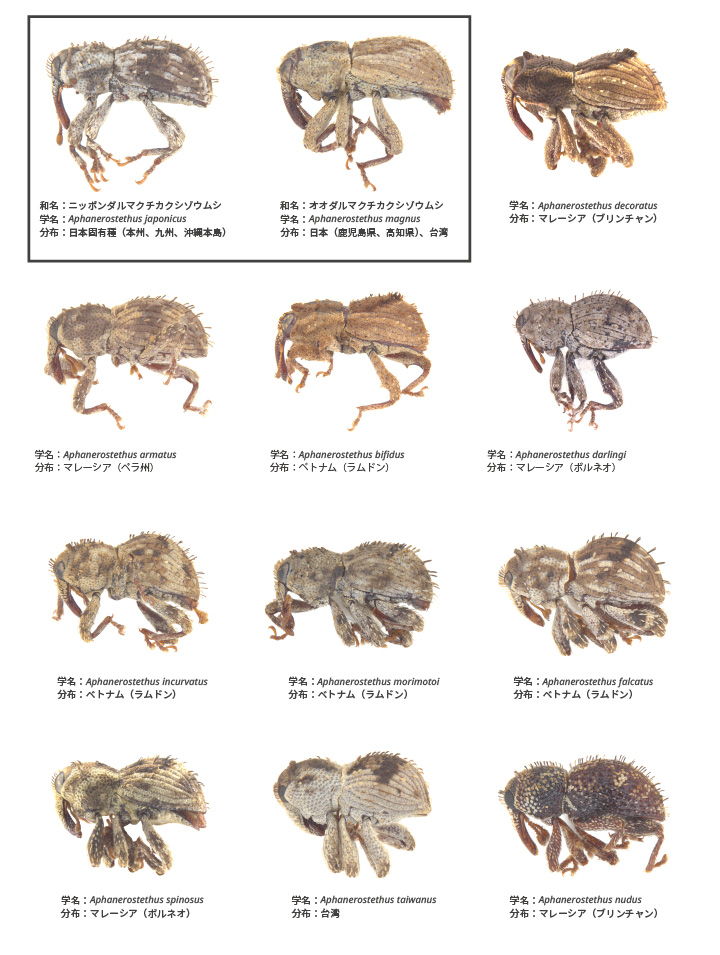 20241002 12-new-weevil-species